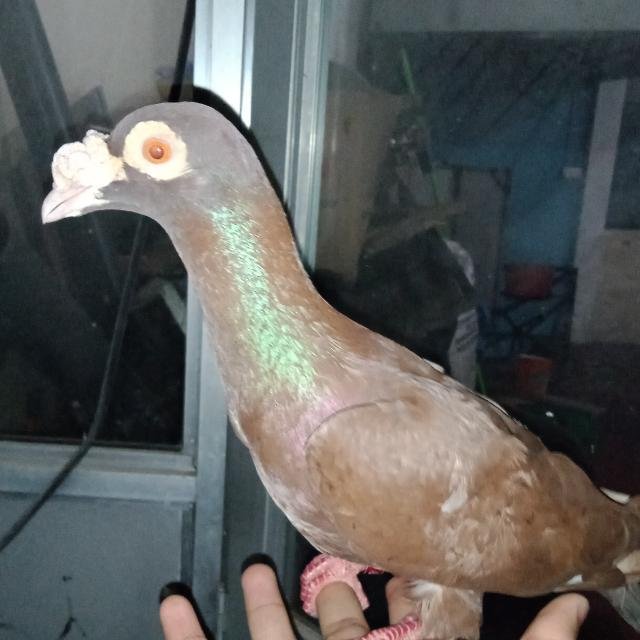 Sri lankan pigeons & Pets 🤣 WhatsApp Group