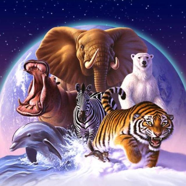 Animal Channel 🐯🦁🐒 WhatsApp Group