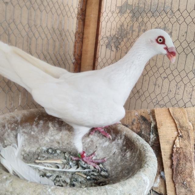 🕊️🕊️AnSaRi BirDs🕊️🕊️ WhatsApp Group
