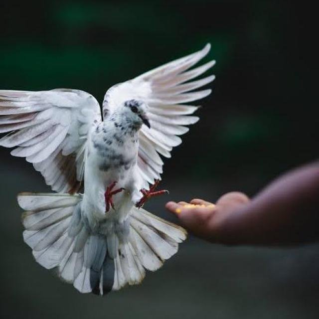Kerala Fancy Pegion 🕊️ WhatsApp Group