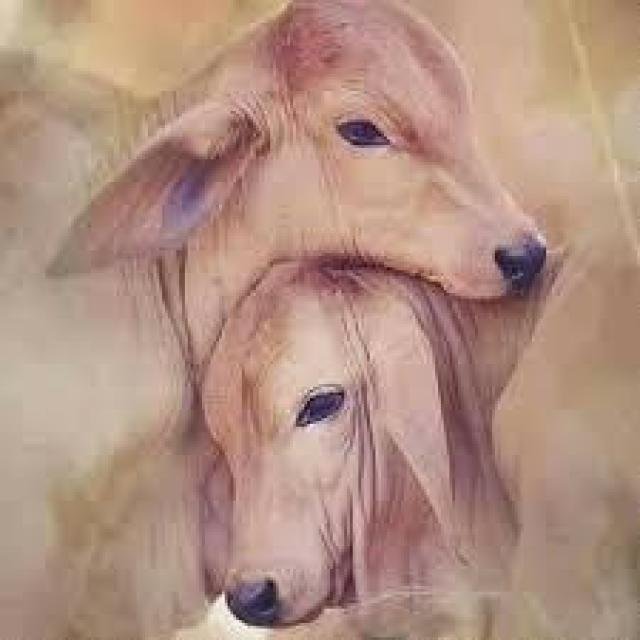 🌱Sri Jeevamrith🐂 WhatsApp Group