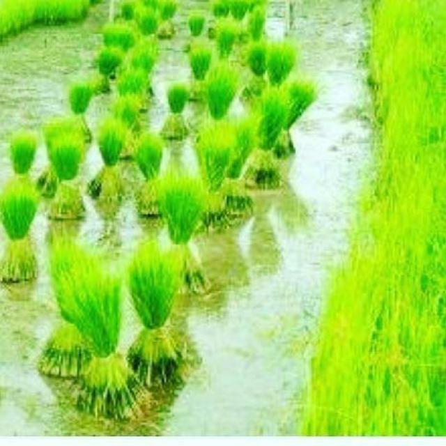 🌾🌾Agriculture expert🌾🌾 WhatsApp Group