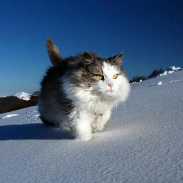 Cats and everything cute WhatsApp Group