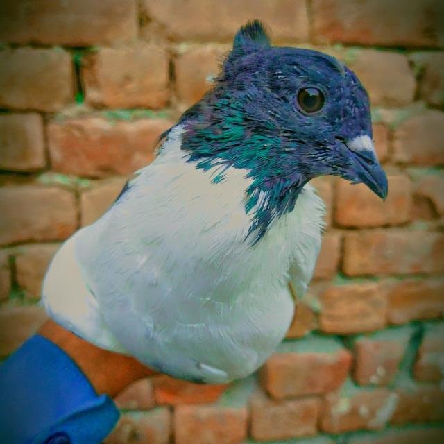 🕊️ Jaat da shock 🦅 WhatsApp Group