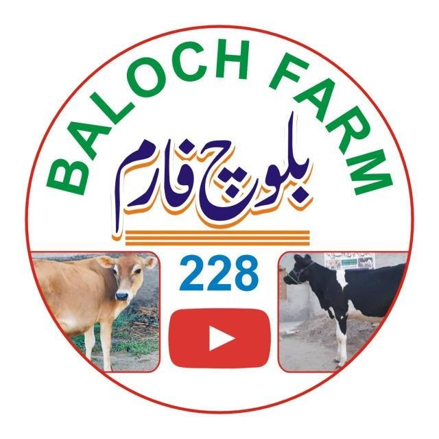 baloch farm WhatsApp Group