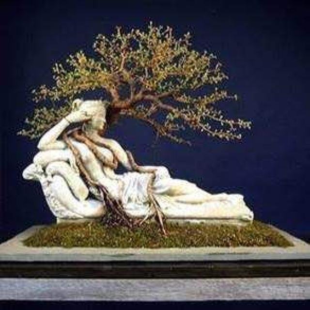 🌳Bonsai International 🍁 WhatsApp Group