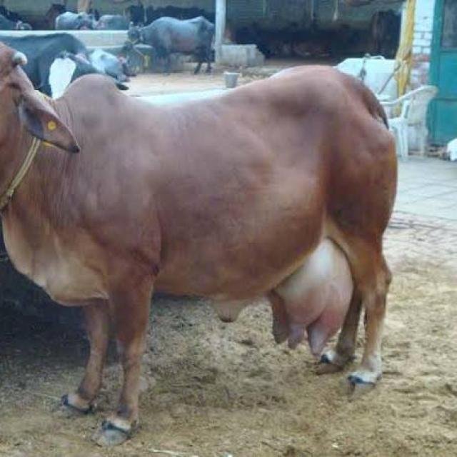 🐂Cows,& Goats 🐐 stock WhatsApp Group