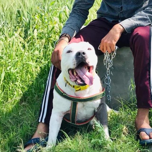 Pet kennal 🅿️🅱️1️⃣1️⃣ 🐕 WhatsApp Group