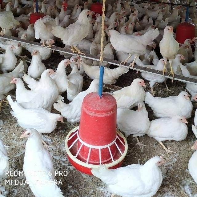 South india Layer farmers WhatsApp Group