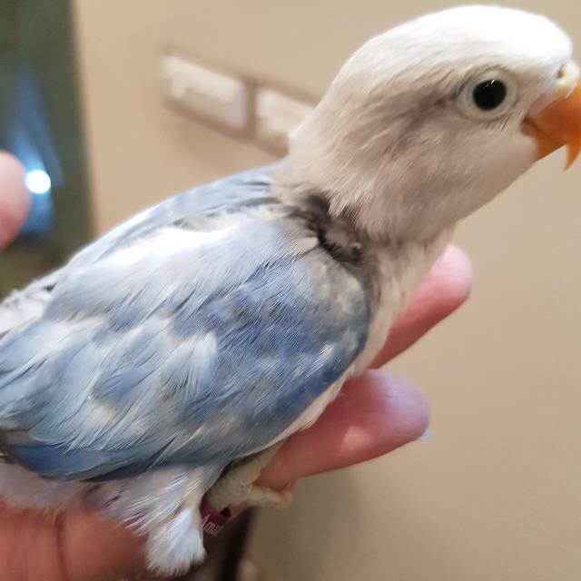 Birds for sale in lhr WhatsApp Group