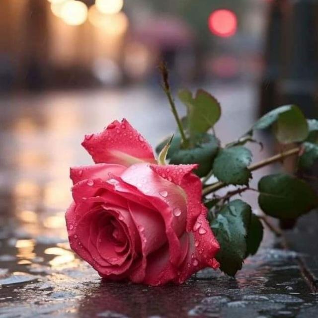 🖤༺᭄🄵🄾🅁  🅈🄾🅄۝᭄̊̊࿔࿓🖤 WhatsApp Group