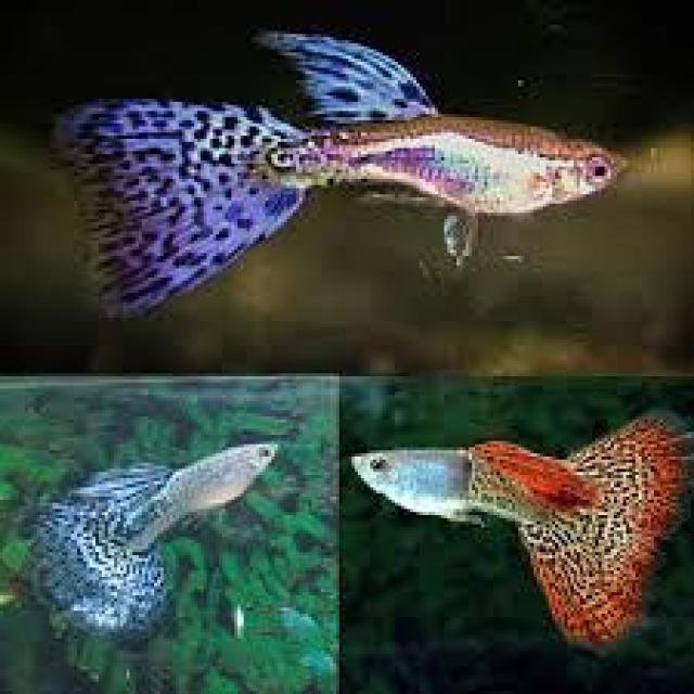 Guppy buy and sales WhatsApp Group