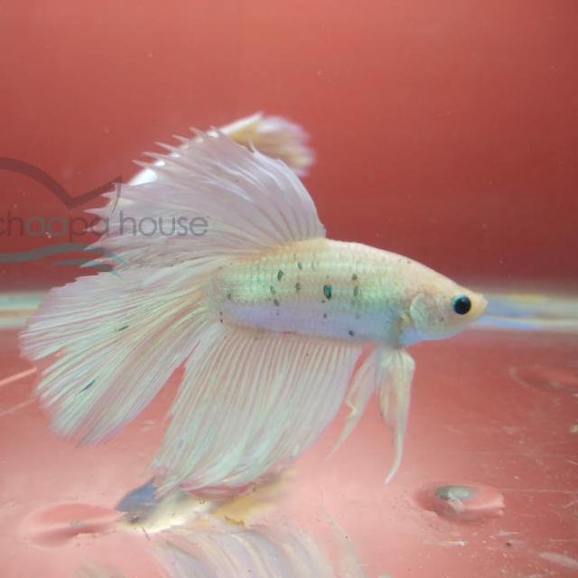 Betta Delhi WhatsApp Group