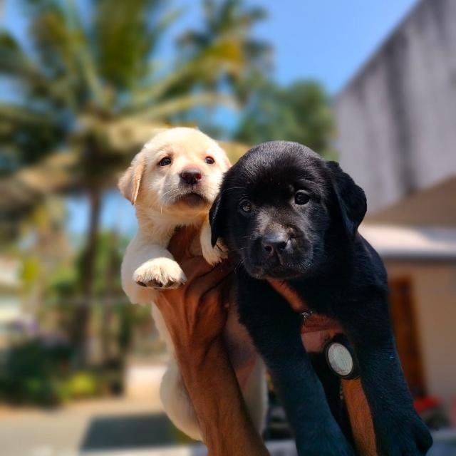 Dog Sale Kerala WhatsApp Group