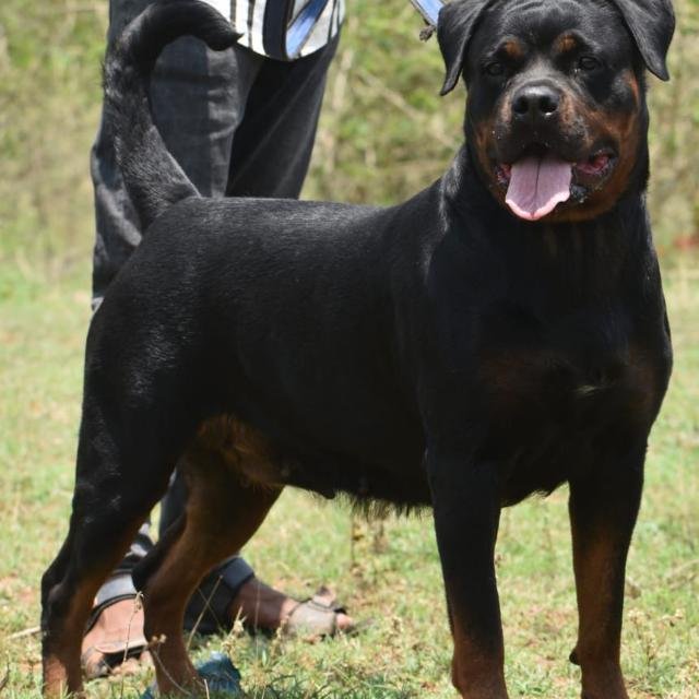 🐾Tumkur Royal Dogs🐶🦴🦮 WhatsApp Group