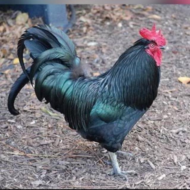 AUSTRALORP COMMITTEE🐓 WhatsApp Group