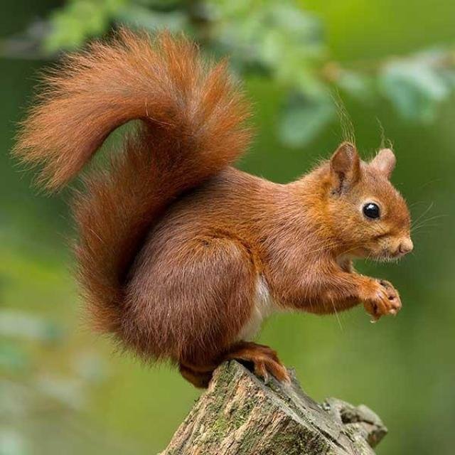 Animals video WhatsApp Group