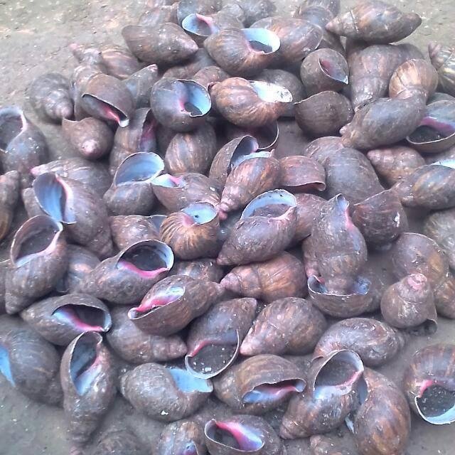 A-Z OF SNAIL FARMING WhatsApp Group