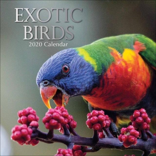 BBSR bird sell & purchase WhatsApp Group
