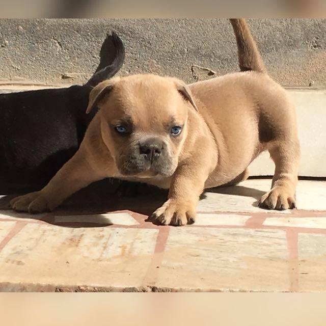 DOG SALE PURCHASE WhatsApp Group