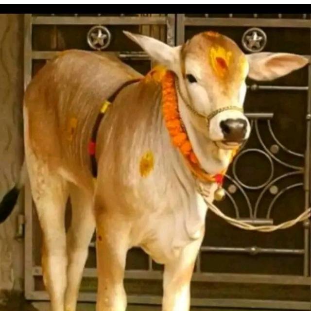 VARI Cow Sell And Buy WhatsApp Group